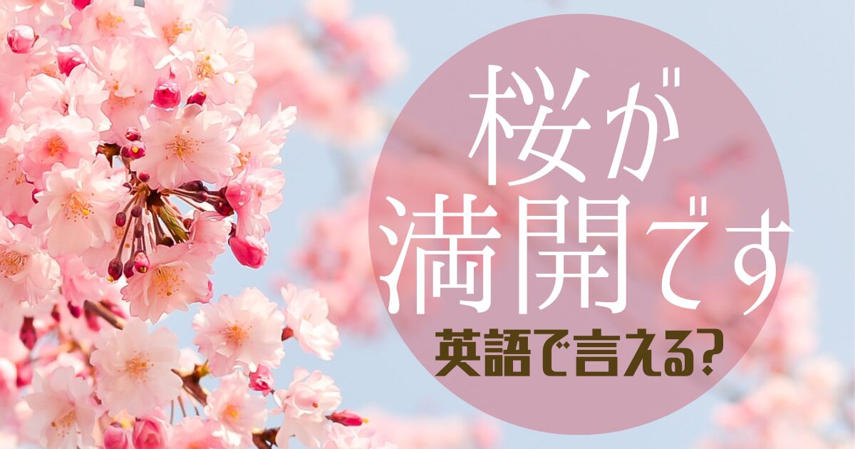 「桜が満開です」を英語で言える？