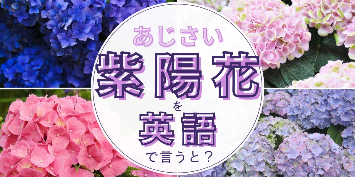 紫陽花（あじさい）を英語で言うと？